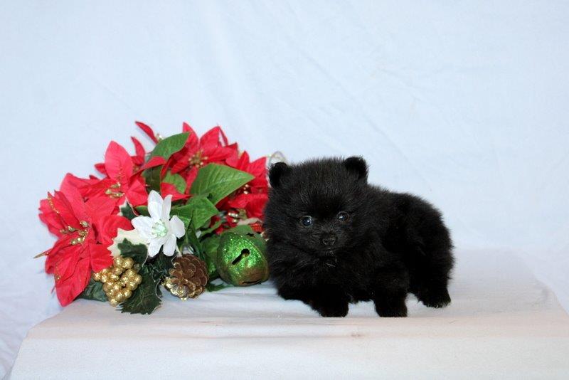 puppy, for, sale, Pomeranian, Matthew B. Stoltzfus, dog, breeder, Gap, PA, dog-breeder, puppy-for-sale, forsale, nearby, find, puppyfind, locator, puppylocator, aca